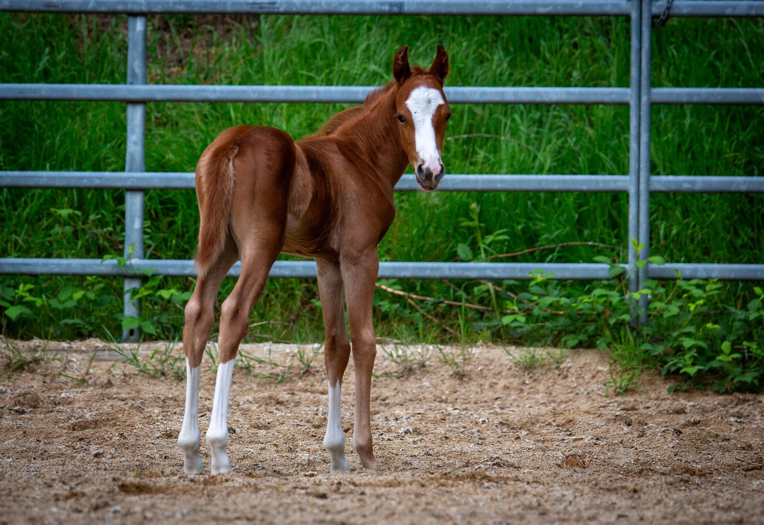 East Ranch, Pony, Zuchtstute