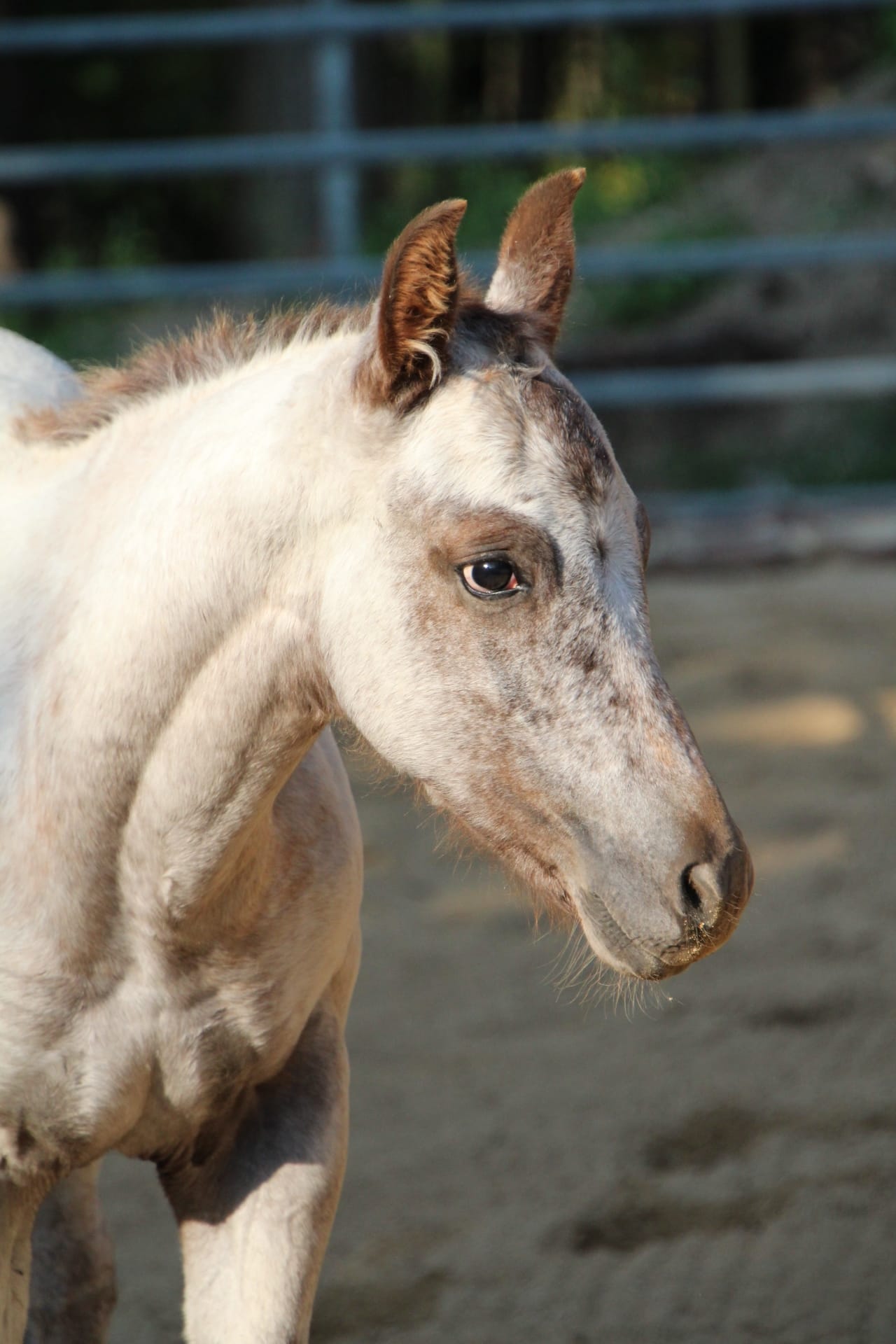 East Ranch