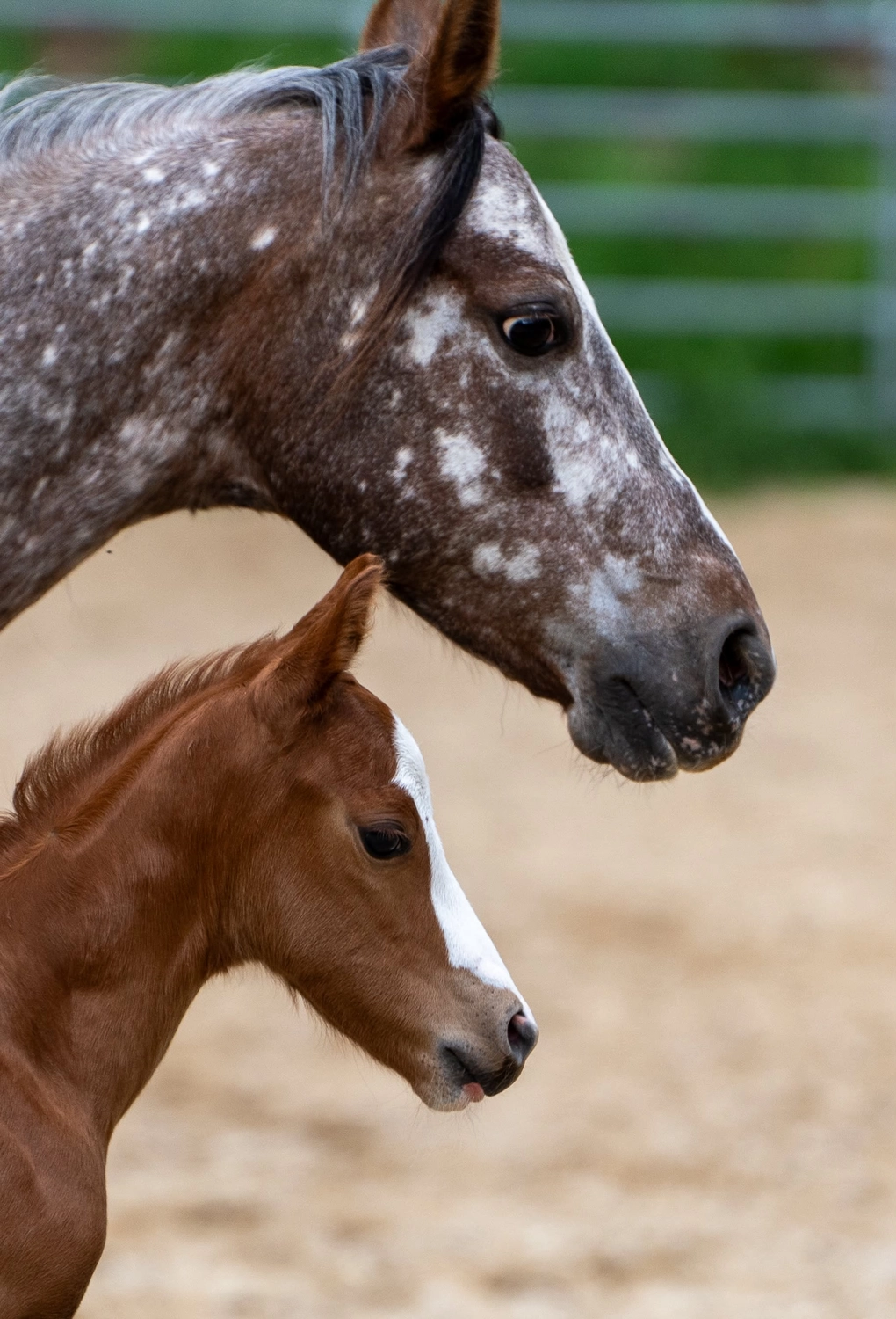 East Ranch, Pony, Zuchtstute