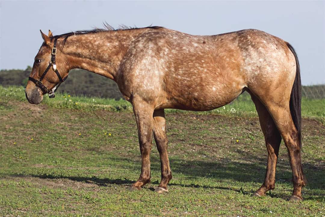 East Ranch