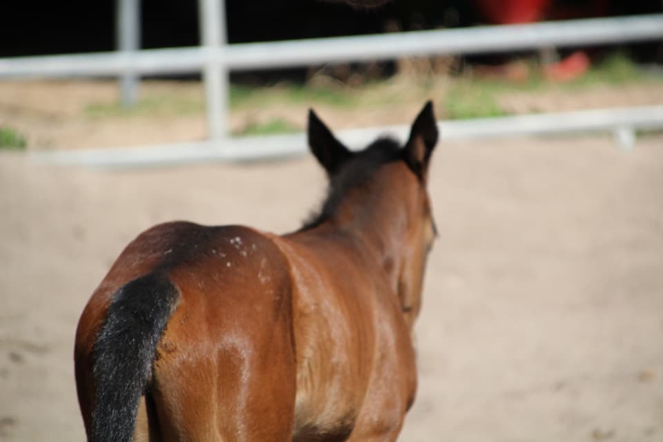 East Ranch