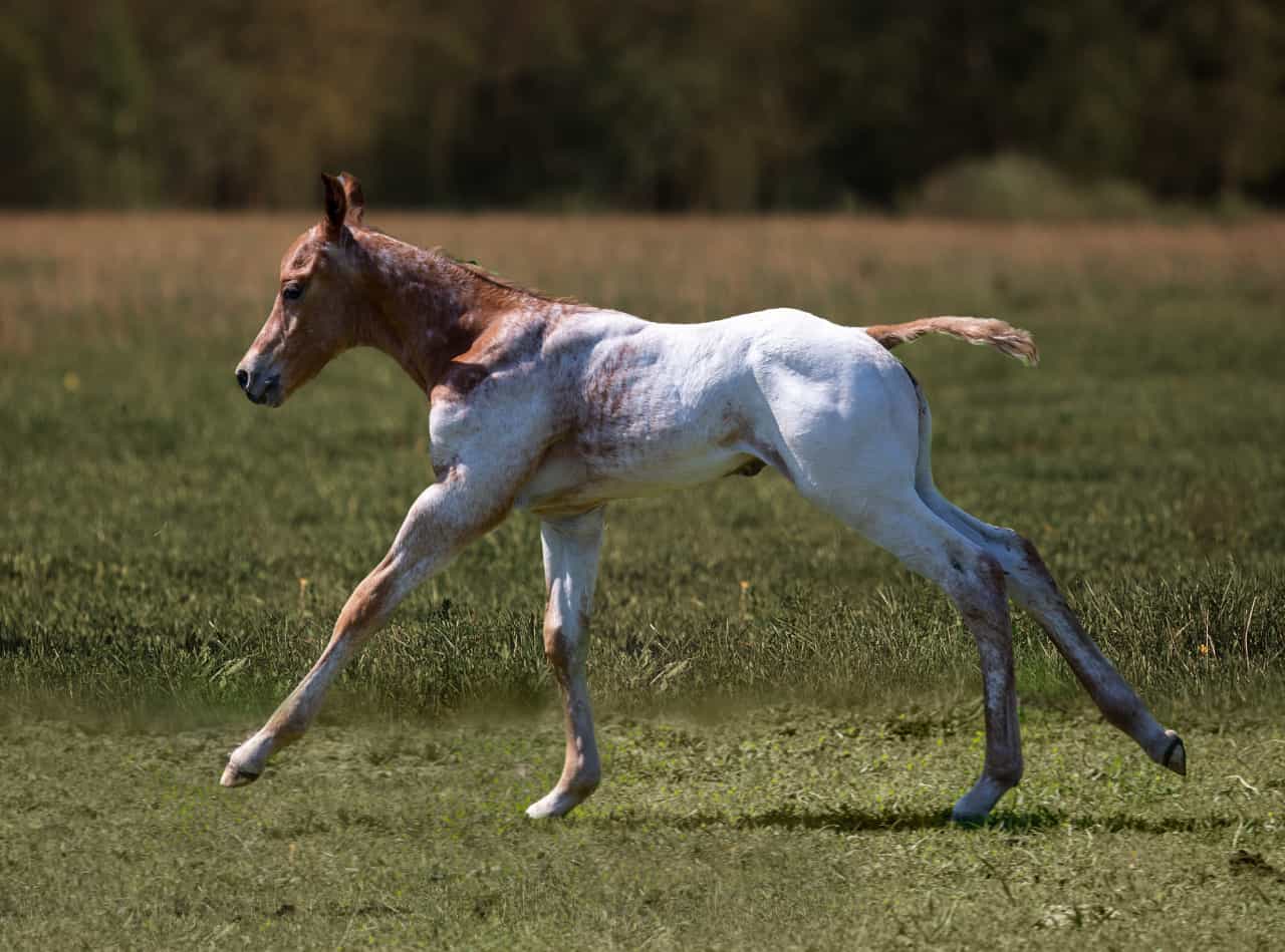 East Ranch