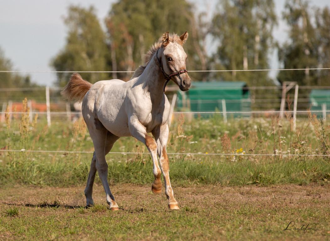 East Ranch