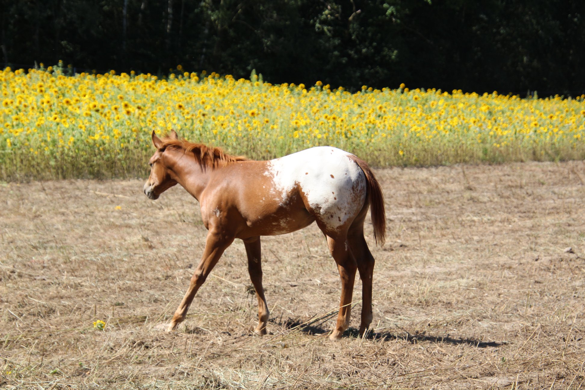 East Ranch