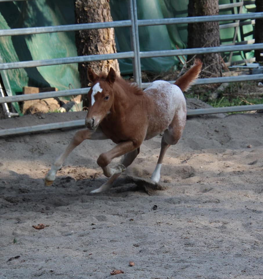 East Ranch