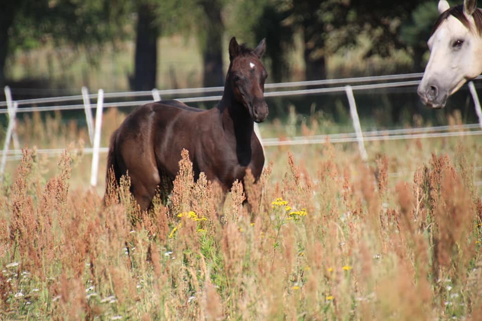 East Ranch