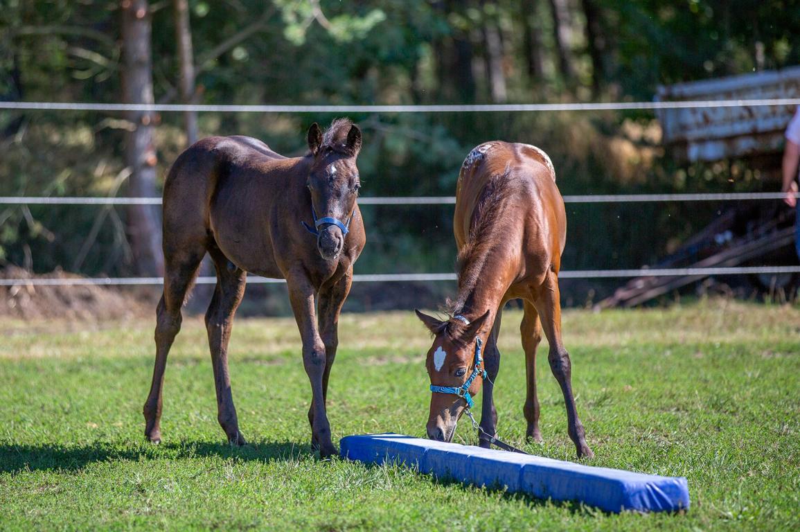East Ranch