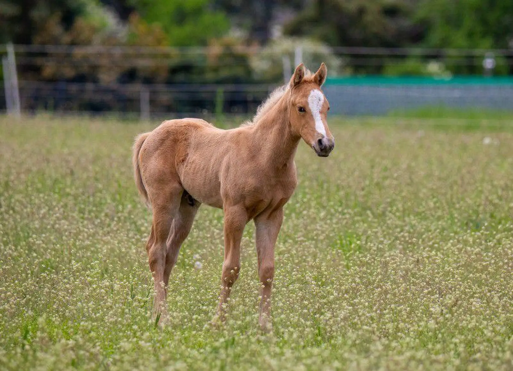 East Ranch