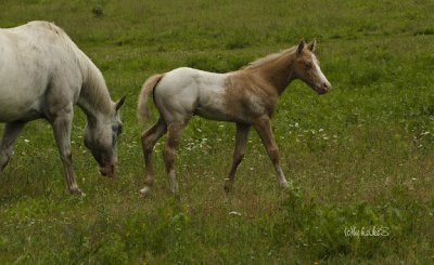 East Ranch