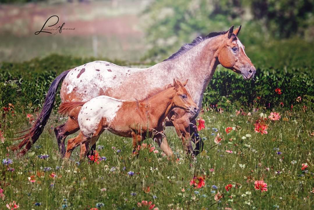 East Ranch
