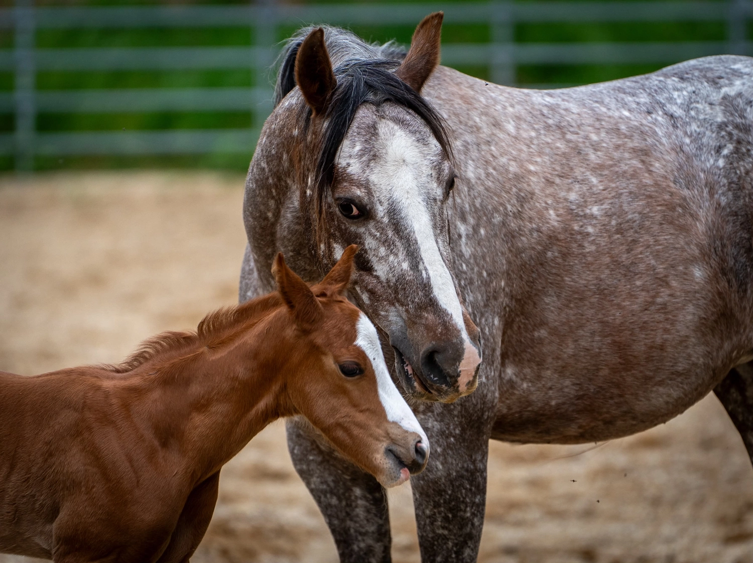 East Ranch, Pony, Zuchtstute