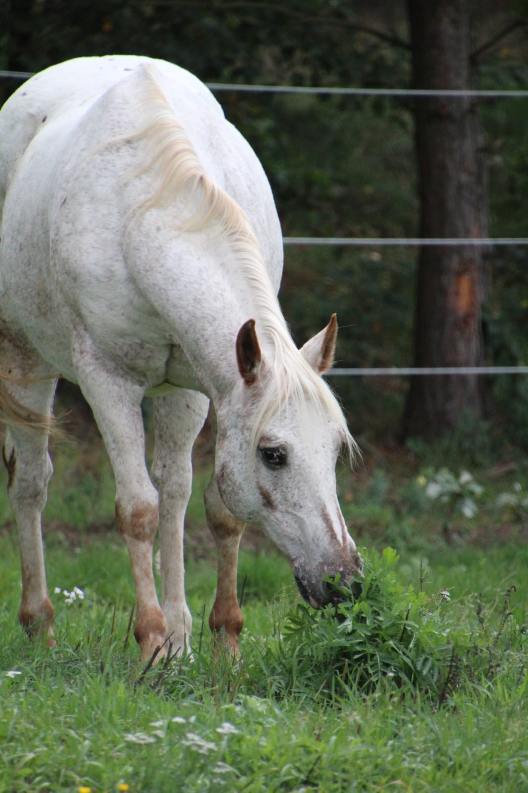 East Ranch