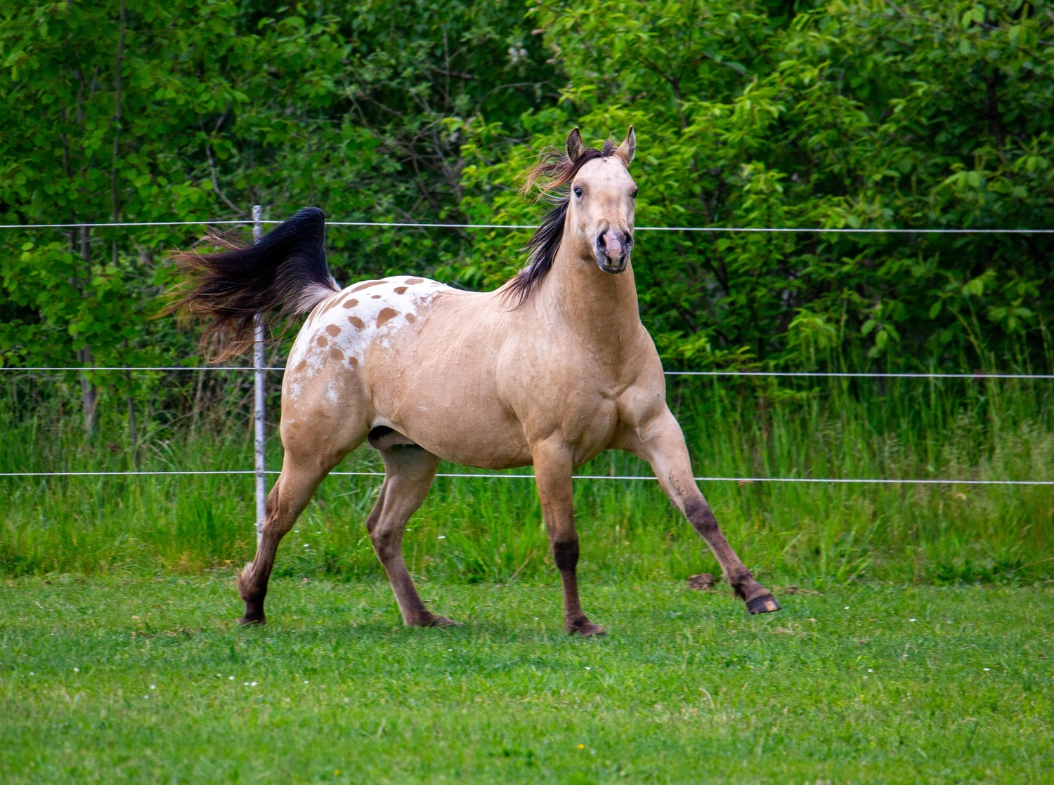 East Ranch