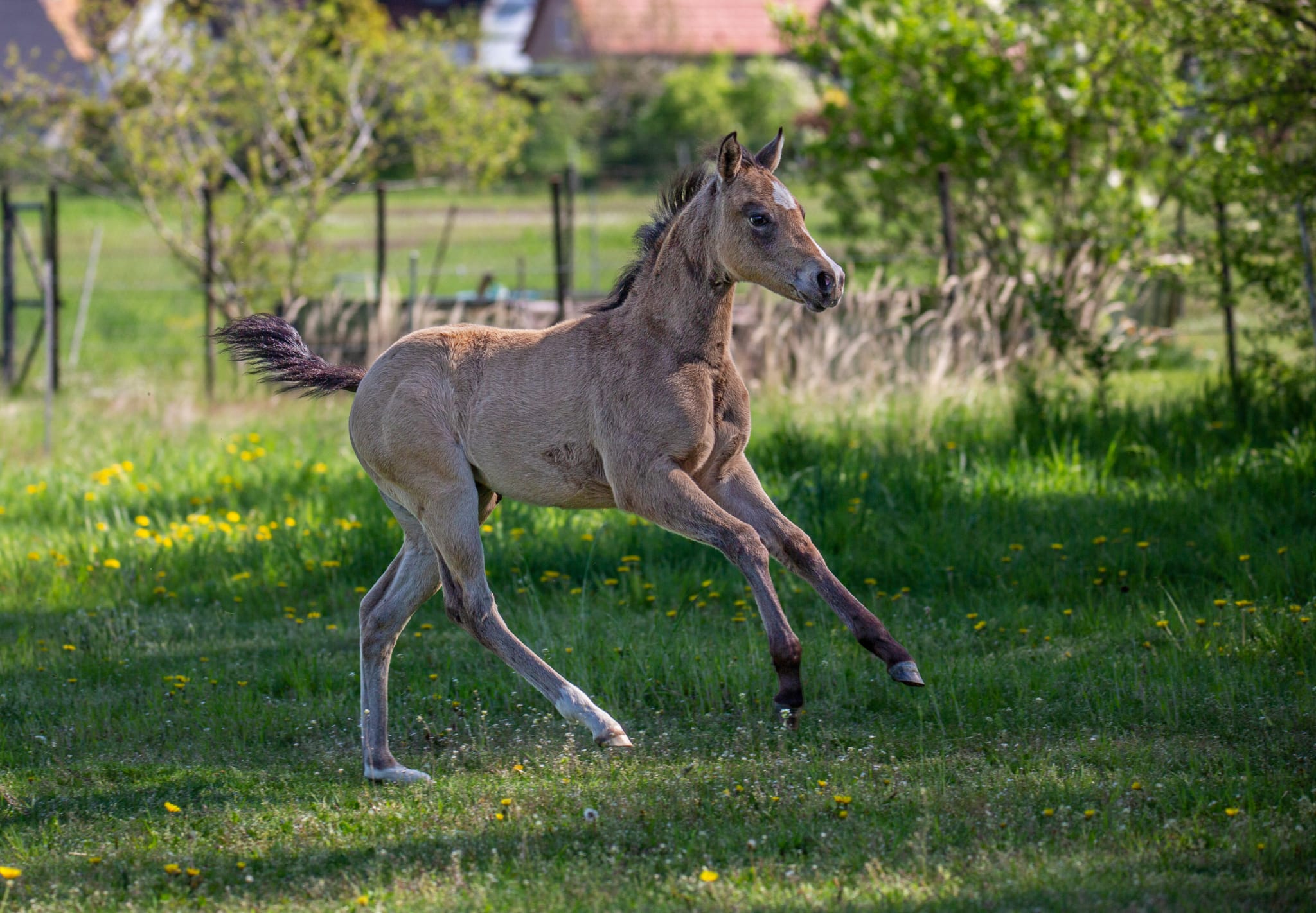 East Ranch