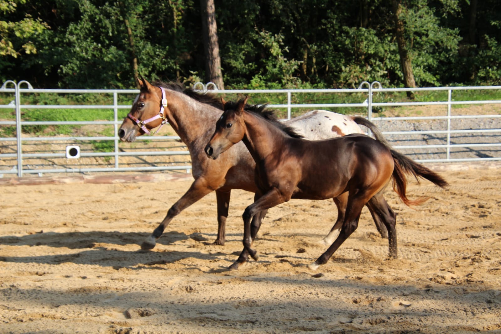 East Ranch