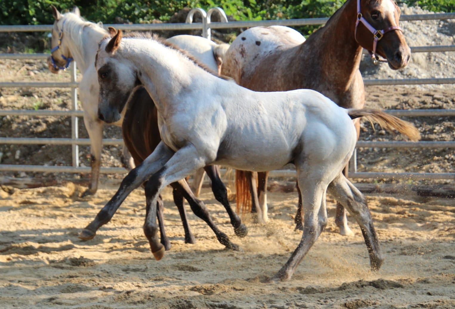 East Ranch