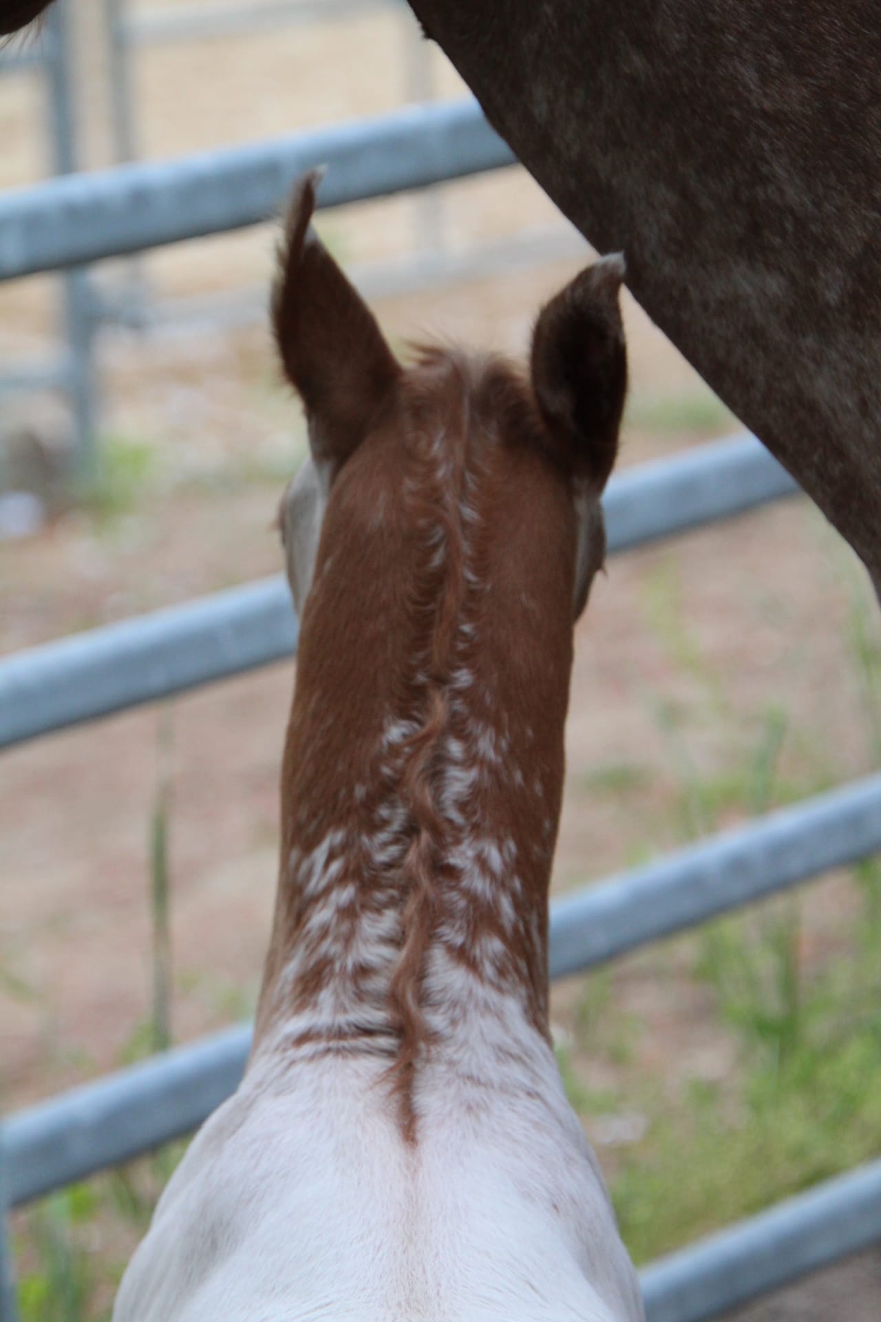 East Ranch
