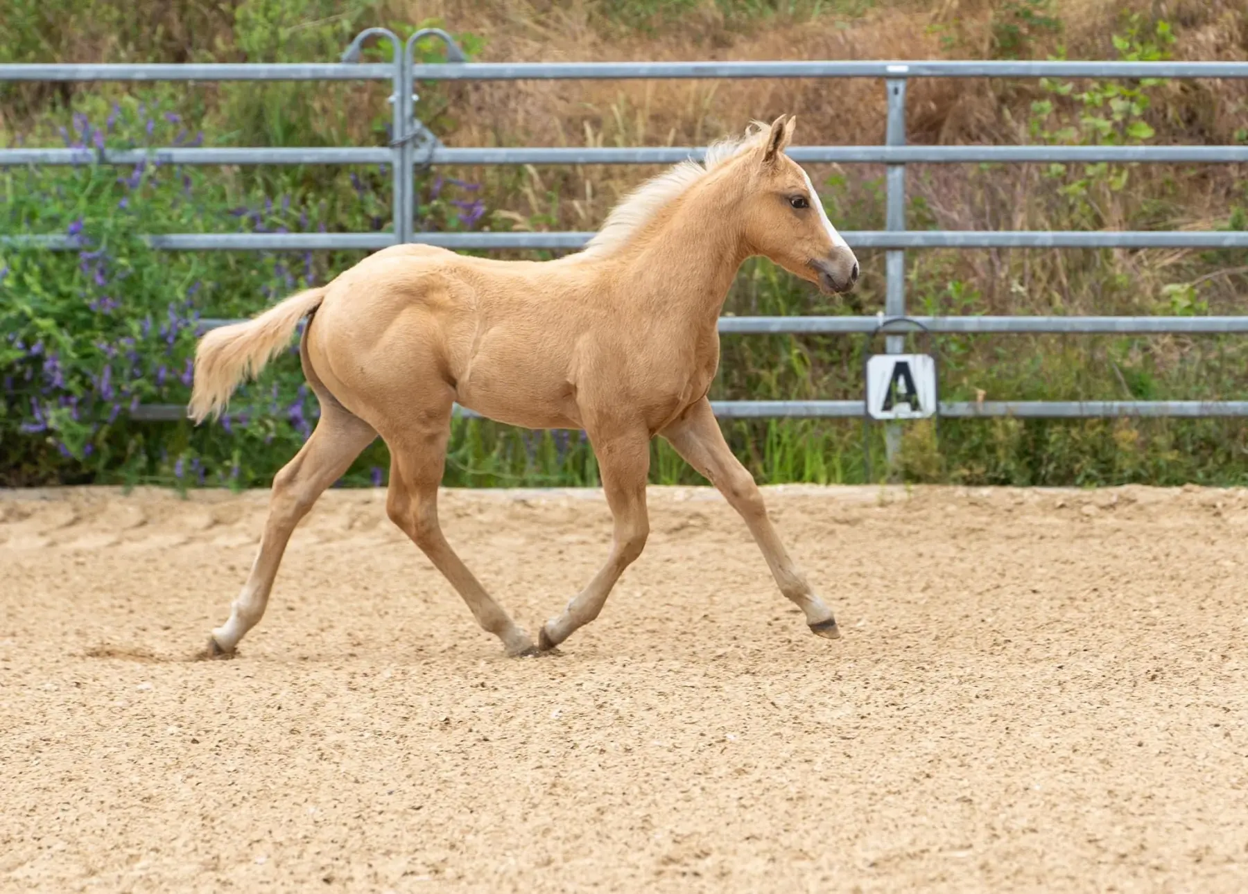 East Ranch