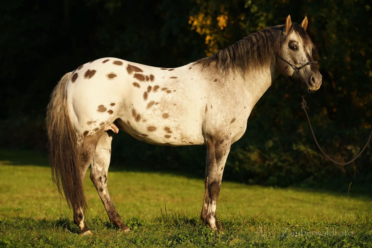 foal