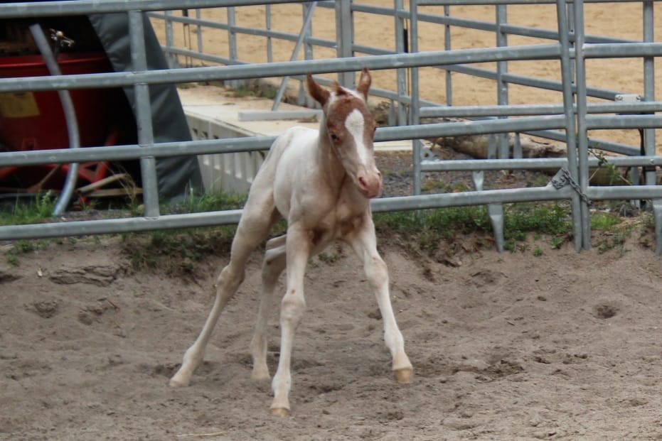East Ranch