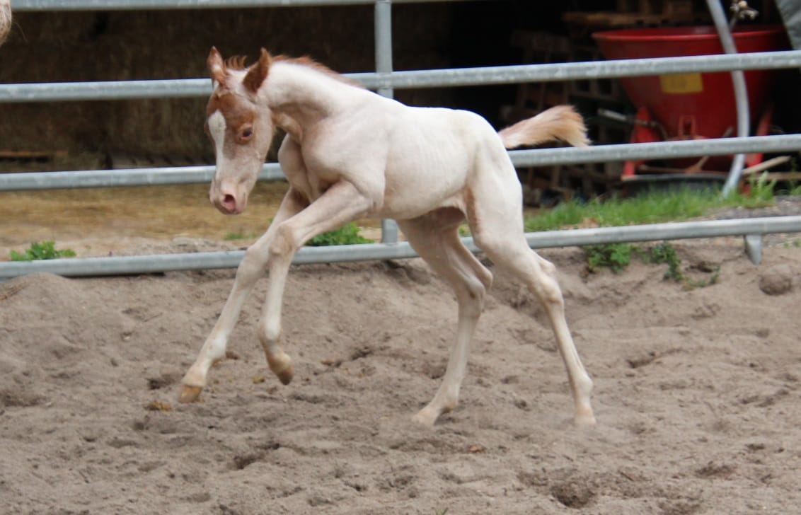 East Ranch