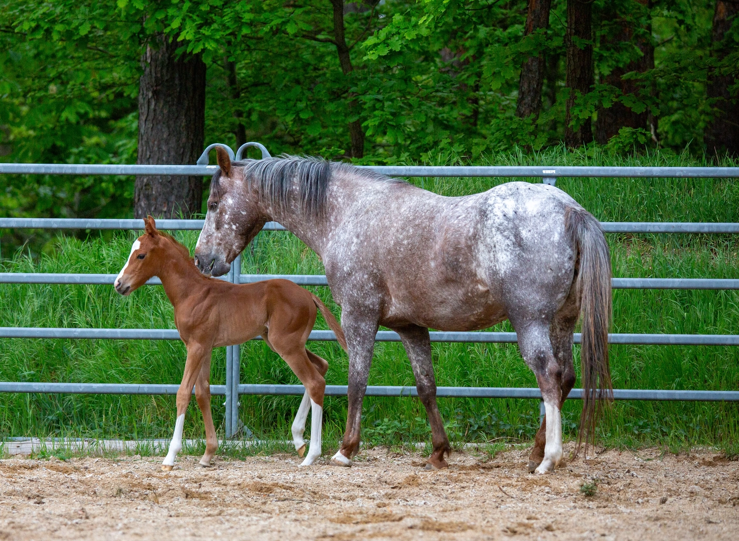 East Ranch, Pony, Zuchtstute