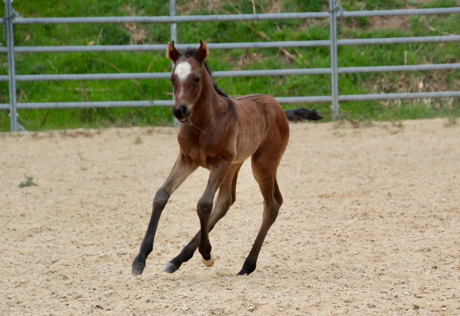 foal