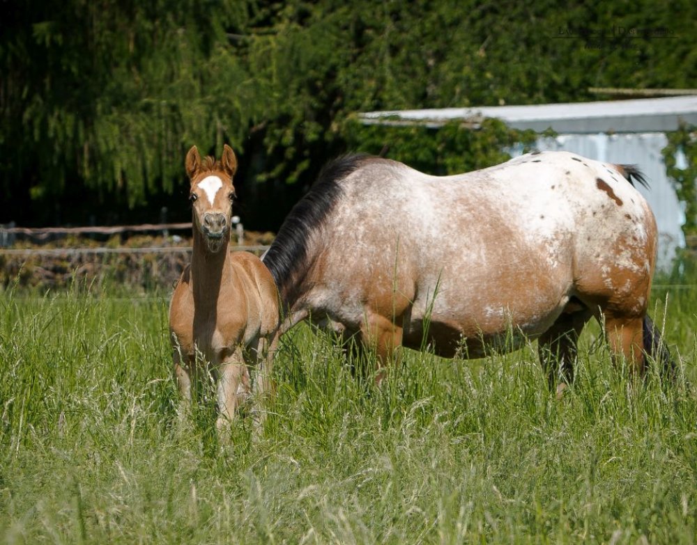 East Ranch